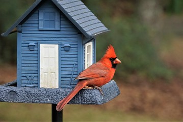 A single male cardinal bird is perching on the beautiful blue feeder enjoy eating and watching  on...