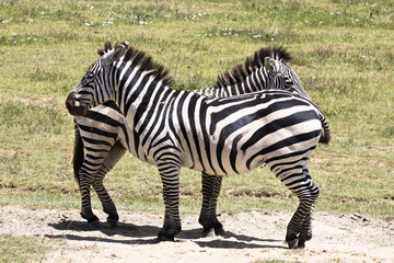 couple de zebre