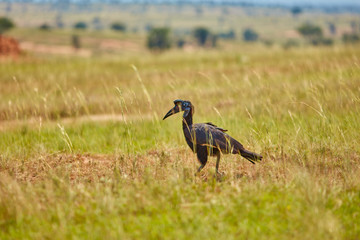 Murchison Falls Wildlife