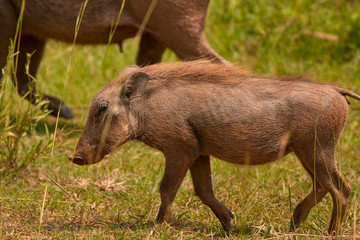 Fototapeta premium Murchison Falls Wildlife