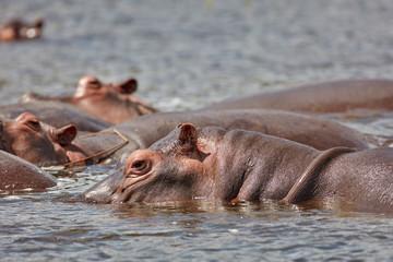Fototapeta premium Murchison Falls Wildlife
