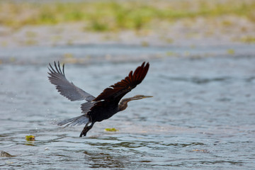 Murchison Falls Wildlife