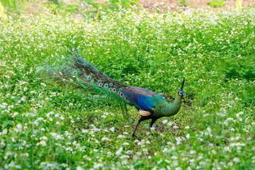 Male Indian peafowl, Blue peafowl(Pavo, cristatus) forest in real nature in Thailand