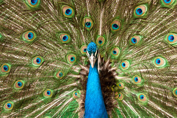 Obraz premium Peackock with open feathers clouse up . Pavo real con plumaje extendido en plano corto.