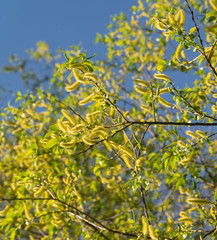 Flowering yellow willow branches. Spring