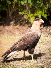 Southern Caracara south american bird