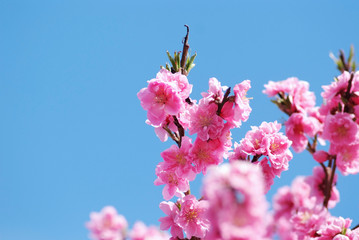 八重咲の花桃_青空