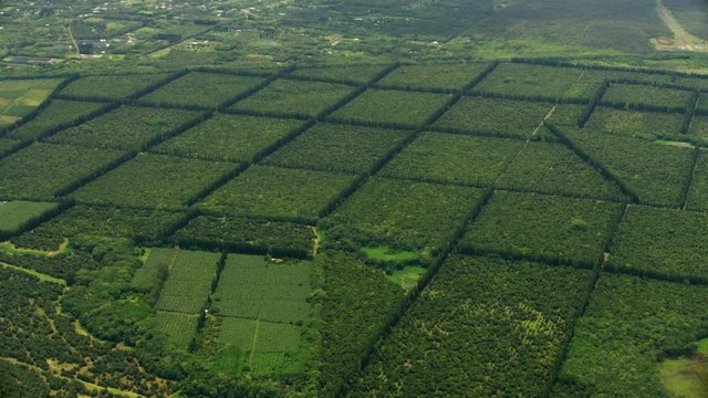 Aerial view Macadamia nut trees farming crop Hawaii