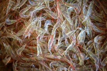Drying of sea shrimps or small sized shrimp dried by the sun.