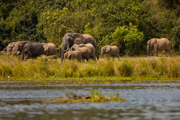 Obraz premium Murchison Falls Wildlife