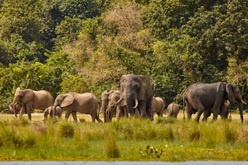 Fototapeta premium Murchison Falls Wildlife
