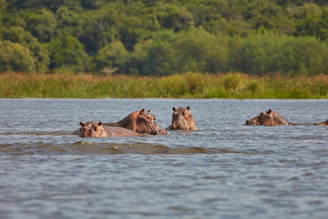 Murchison Falls Wildlife