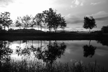 Silhouette of swamps ,trees and the sky with sunset