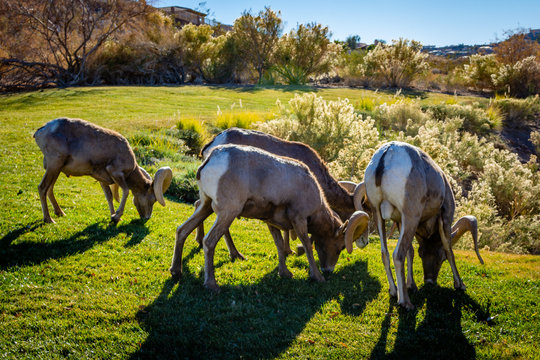 Rams Grazing 