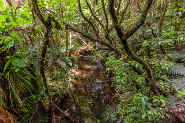 Waipoua Forest, New Zealand