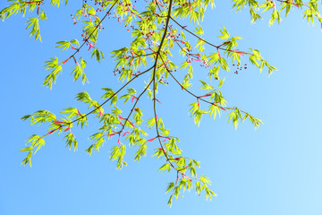 イロハモミジの新緑