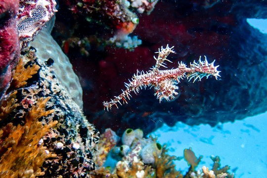 white ornate ghost pipefish