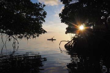 Mangrove trees silhouetted against the dawn sky in Bear Cut off Key Biscayne, Florida, framing a...