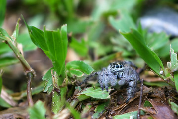 Hyllus diardi ,jumping spiders in the garden
