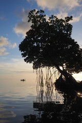 Obraz premium Mangrove trees silhouetted against the dawn sky in Bear Cut off Key Biscayne, Florida, framing a lone kayaker in the background.