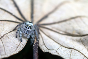 Hyllus diardi  ,jumping spiders in the garden
