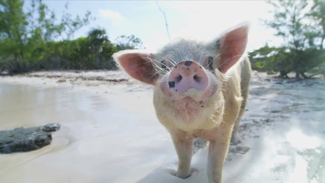 Wild Caribbean pigs in tropical island waters Bahamas