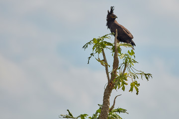 Uganda Wildlife