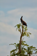 Uganda Wildlife