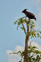 Uganda Wildlife