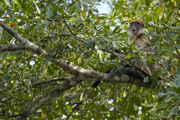 Kibale Primates