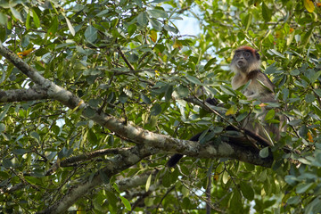 Kibale Primates