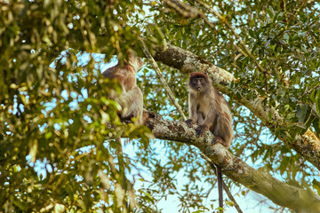 Kibale Primates