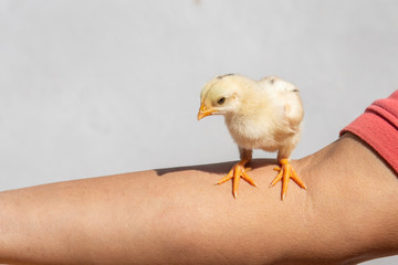 Little yellow chick on arm