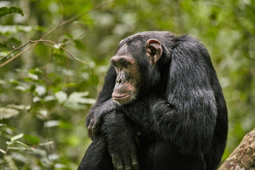 Kibale Chimps