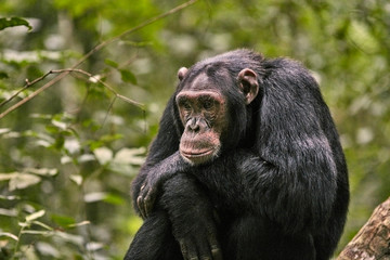 Kibale Chimps