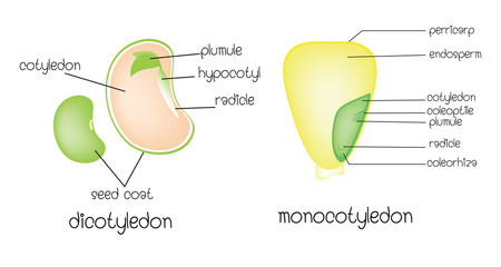 Search photos hypocotyl