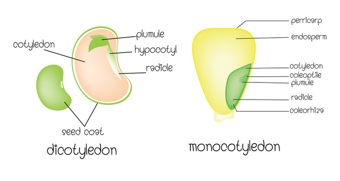 dicotyledon vs monocotyledon