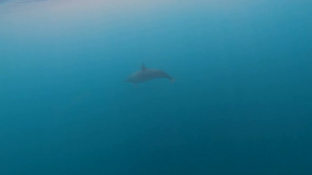 View of dolphins swimming Southern ocean Tahiti