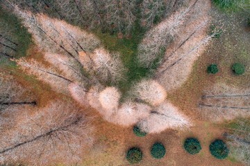 The winter forest looks like a painting