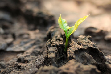 New life of trees by germination of seedlings on stumps.