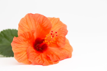 Bright red hibiscus flower with green leaf on white background. Beautiful flower close up. Place to insert text. Background for greeting cards or posters.