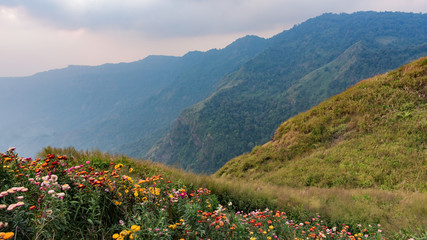 wild flowers in the mountains - 243068002