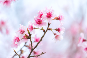 pink cherry blossom - 243068063