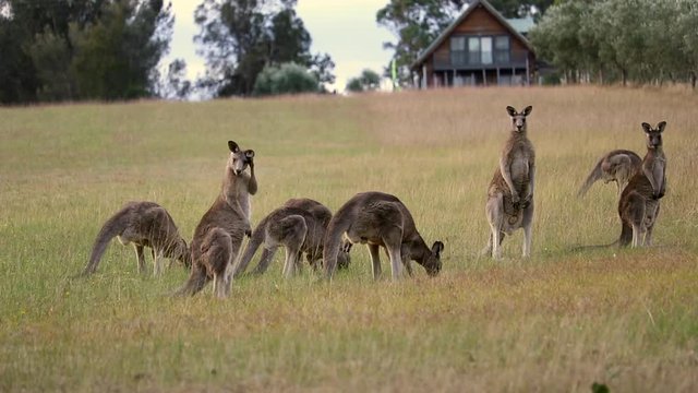 Kangaroos Grazing in a Field