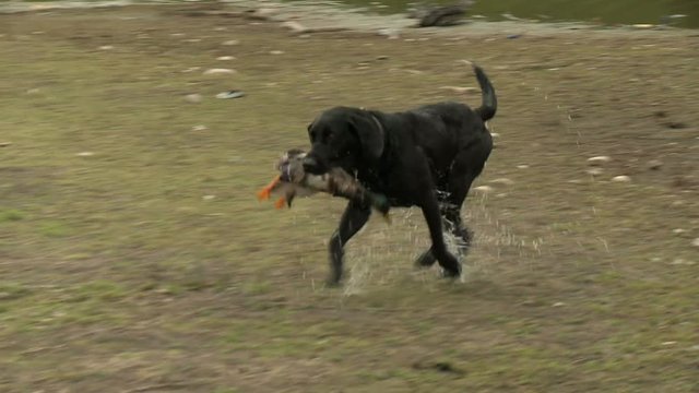 hunting dog retrieves duck