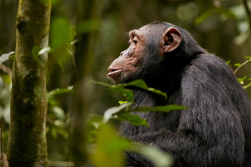 Kibale Chimps