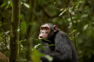 Kibale Chimps