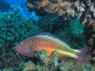 Coralfish resting on coral, Great Barrier Reef