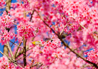 The white-eyed bird is on the cherry tree,Is a local bird in Asia
