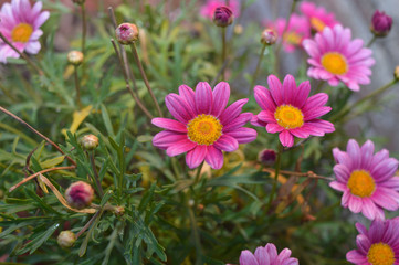 Fototapeta premium flor